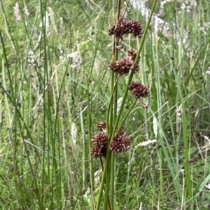 Juncus phaeanthus at Paddys River, ACT - 17 Jan 2022