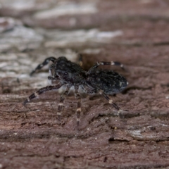 Proszynellus sp. (genus) at Florey, ACT - 16 Apr 2023 by KorinneM