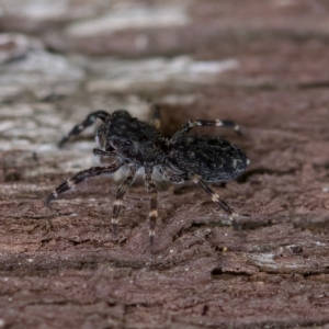 Proszynellus sp. (genus) at Florey, ACT - 16 Apr 2023