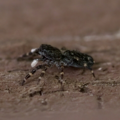 Proszynellus sp. (genus) at Florey, ACT - 16 Apr 2023