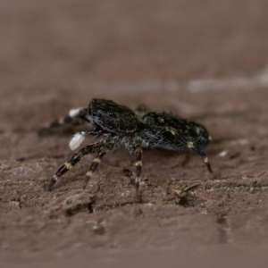 Proszynellus sp. (genus) at Florey, ACT - suppressed