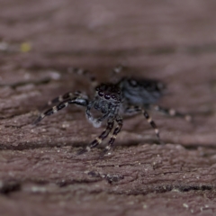 Proszynellus sp. (genus) at Florey, ACT - suppressed