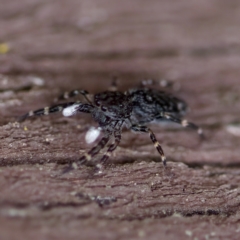 Proszynellus sp. (genus) at Florey, ACT - suppressed