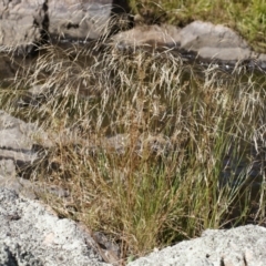 Lachnagrostis filiformis (Blown Grass) at Michelago, NSW - 27 Dec 2020 by Illilanga