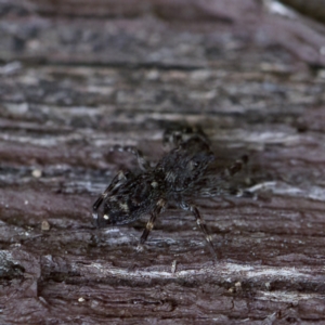 Proszynellus sp. (genus) at Florey, ACT - suppressed