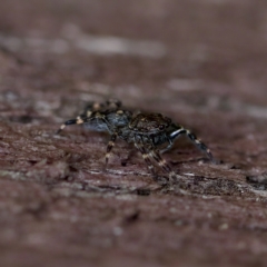 Proszynellus sp. (genus) at Florey, ACT - suppressed