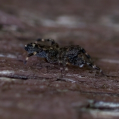 Proszynellus sp. (genus) at Florey, ACT - suppressed