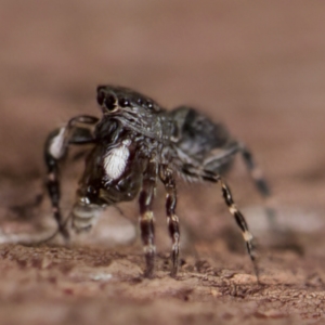 Proszynellus sp. (genus) at Florey, ACT - 16 Apr 2023