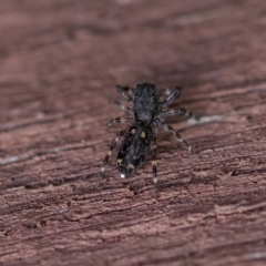 Proszynellus sp. (genus) at Florey, ACT - 16 Apr 2023