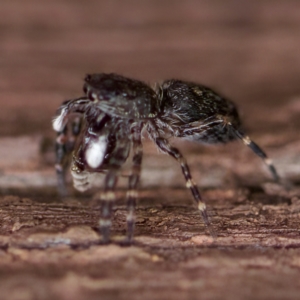 Proszynellus sp. (genus) at Florey, ACT - suppressed