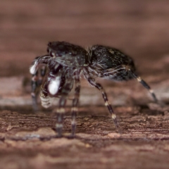 Proszynellus sp. (genus) at Florey, ACT - 16 Apr 2023