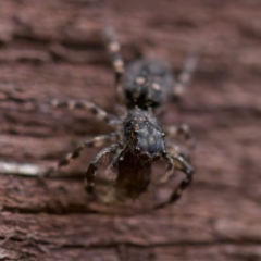 Proszynellus sp. (genus) at Florey, ACT - 16 Apr 2023