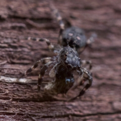 Proszynellus sp. (genus) at Florey, ACT - suppressed