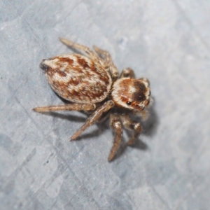 Maratus griseus at Stirling, ACT - 2 May 2023 04:04 PM