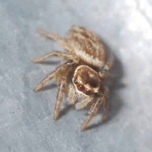 Maratus griseus at Stirling, ACT - 2 May 2023 04:04 PM