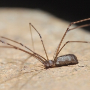 Pholcus phalangioides at Stirling, ACT - 1 May 2023 06:17 PM