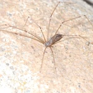 Pholcus phalangioides at Stirling, ACT - 1 May 2023 06:17 PM