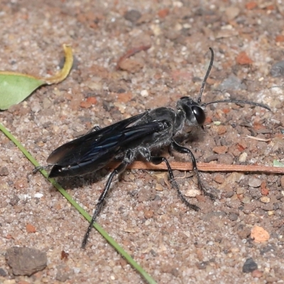 Unidentified Sand or digger wasp (Crabronidae or Sphecidae) at Wellington Point, QLD - 20 Apr 2023 by TimL