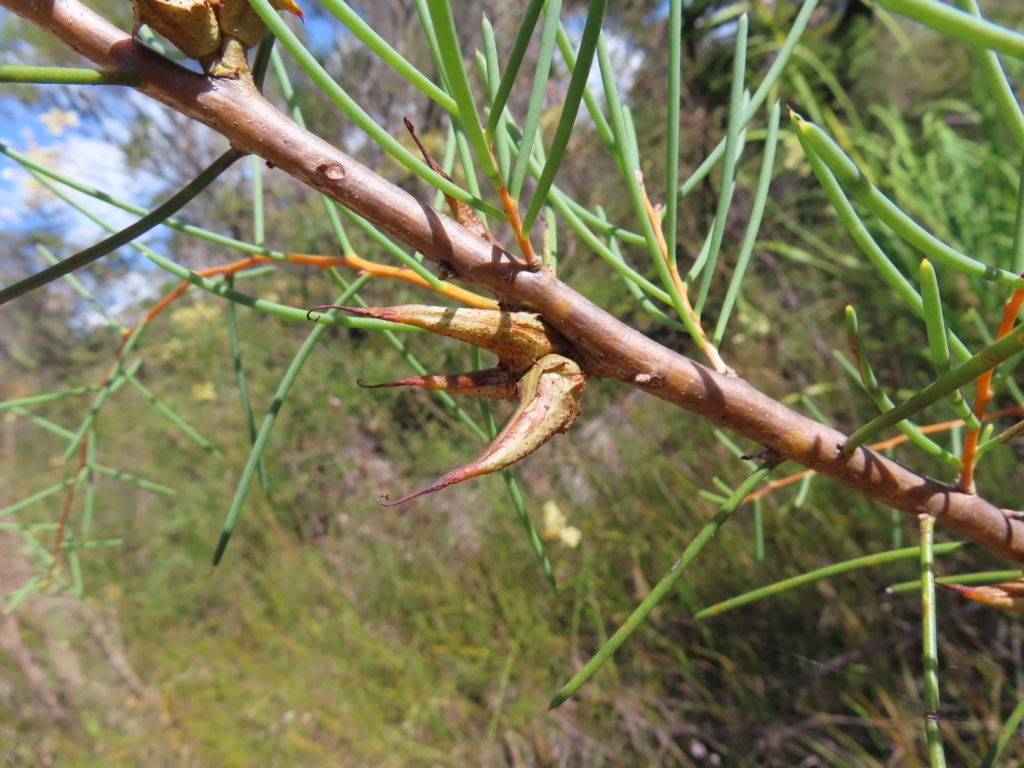 Hakea teretifolia subsp. teretifolia at Ku-Ring-Gai Chase, NSW - 27 Apr 2023