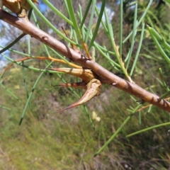 Hakea teretifolia subsp. teretifolia (Dagger Hakea) at Ku-Ring-Gai Chase, NSW - 27 Apr 2023 by MatthewFrawley