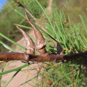 Hakea teretifolia subsp. teretifolia at Ku-Ring-Gai Chase, NSW - 27 Apr 2023