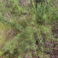 Hakea teretifolia subsp. teretifolia at Ku-Ring-Gai Chase, NSW - 27 Apr 2023