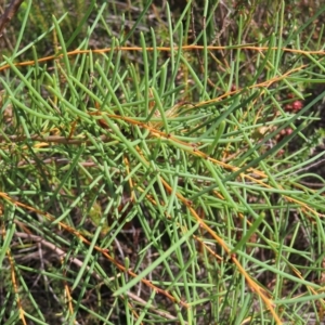 Hakea teretifolia subsp. teretifolia at Ku-Ring-Gai Chase, NSW - 27 Apr 2023 12:01 PM