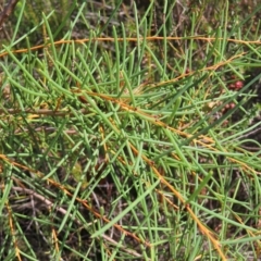 Hakea teretifolia subsp. teretifolia at Ku-Ring-Gai Chase, NSW - 27 Apr 2023