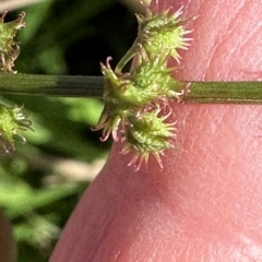 Rumex brownii (Slender Dock) at Kangaroo Valley, NSW - 3 May 2023 by lbradley