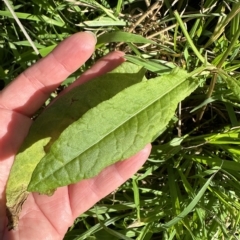 Rumex brownii at Kangaroo Valley, NSW - suppressed