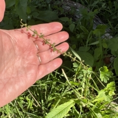 Rumex brownii at Kangaroo Valley, NSW - 3 May 2023