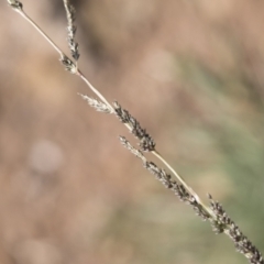Sporobolus creber (Slender Rat's Tail Grass) at Illilanga & Baroona - 6 Apr 2020 by Illilanga