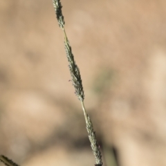 Sporobolus creber at Michelago, NSW - 6 Apr 2020