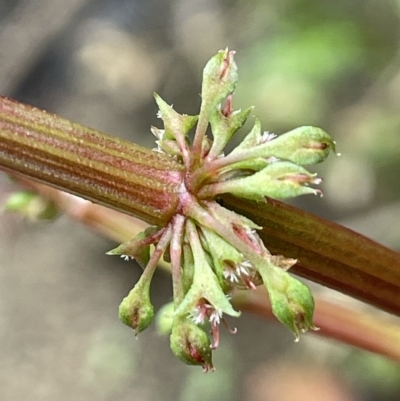 Rumex brownii (Slender Dock) at Namadgi National Park - 26 Jan 2022 by JaneR