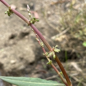 Rumex brownii at Tennent, ACT - 26 Jan 2022 01:51 PM