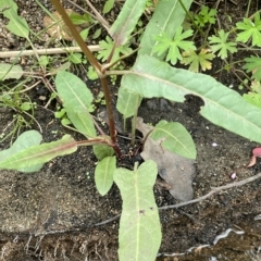 Rumex brownii at Tennent, ACT - 26 Jan 2022 01:51 PM