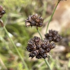 Juncus falcatus (Sickle-leaf Rush) at Mount Clear, ACT - 28 Jan 2022 by JaneR