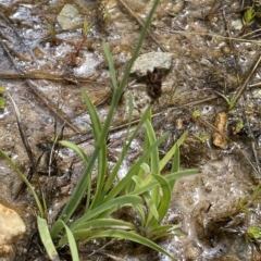 Juncus falcatus at Mount Clear, ACT - 28 Jan 2022