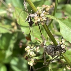 Rumex sp. (A Dock) at Tidbinbilla Nature Reserve - 1 Feb 2022 by JaneR