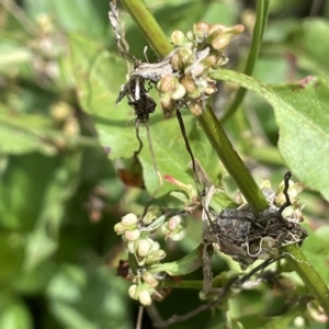 Rumex sp. at Paddys River, ACT - 1 Feb 2022