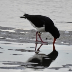 Haematopus longirostris (Australian Pied Oystercatcher) at Mallacoota, VIC - 27 Apr 2023 by GlossyGal