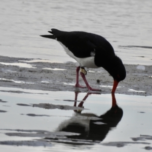 Haematopus longirostris at Mallacoota, VIC - 27 Apr 2023