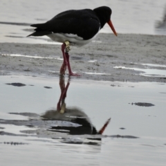 Haematopus longirostris at Mallacoota, VIC - 27 Apr 2023