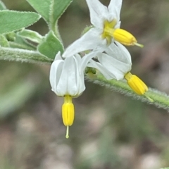Solanum chenopodioides (Whitetip Nightshade) at Paddys River, ACT - 1 Feb 2022 by JaneR