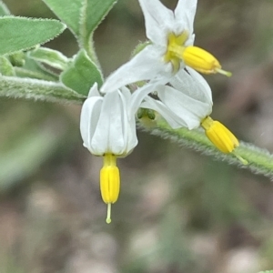 Solanum chenopodioides at Paddys River, ACT - 1 Feb 2022
