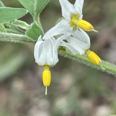 Solanum chenopodioides (Whitetip Nightshade) at Tidbinbilla Nature Reserve - 1 Feb 2022 by JaneR