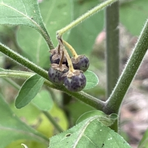 Solanum chenopodioides at Paddys River, ACT - 1 Feb 2022