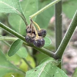 Solanum chenopodioides at Paddys River, ACT - 1 Feb 2022 04:31 PM