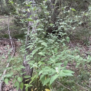 Solanum chenopodioides at Paddys River, ACT - 1 Feb 2022