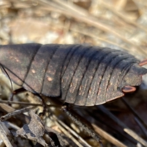 Polyzosteria aenea at Mallacoota, VIC - 27 Apr 2023